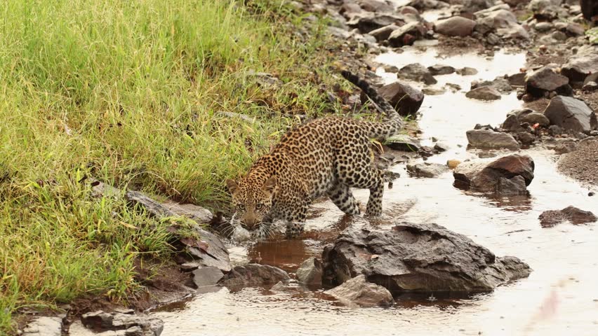 Leopard cub playing in the water and putting its head under water to pick up a rock, Mashatu Game Reserve.
