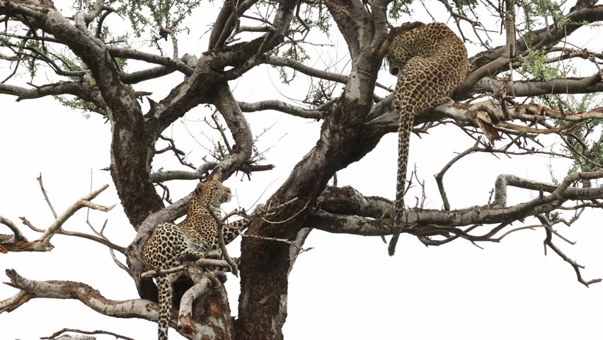 Two leopard cubs lying in a tree cleaning themselves on a rainy day, Mashatu Game Reserve.