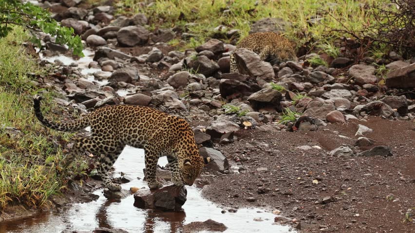 Two leopard cubs chasing each other through a stream of water on a rainy day, Mashatu Game Reserve.