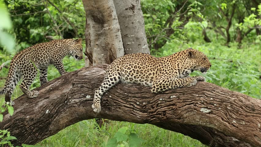 A mother leopard lying on a fallen tree while her cub is playing with her tail, Mashatu Game Reserve.
