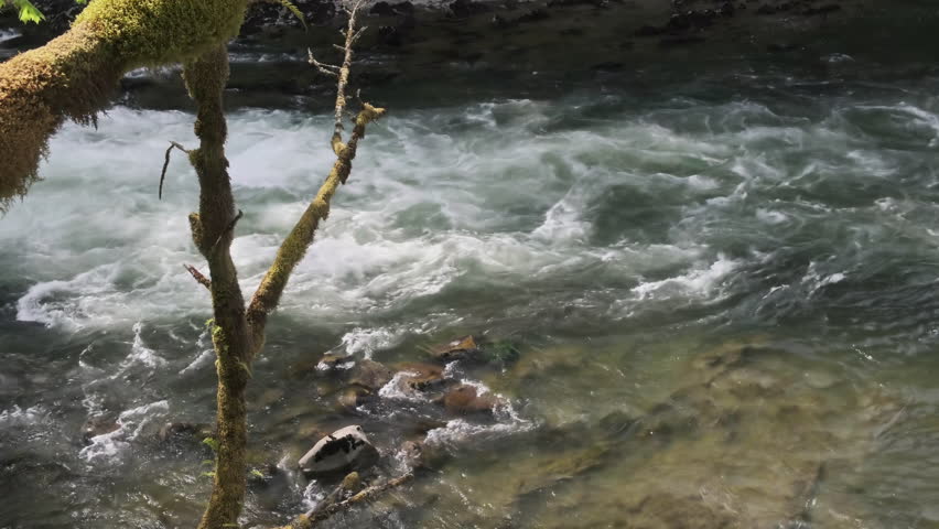 The river is flowing fast with a large rock in the middle. Snoqualmie Falls in Washington, USA