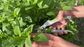 Woman's hands cutting fresh mint stems with garden shears in backyard - Powered by Shutterstock - Get 15% off with code: PIKWIZARD15