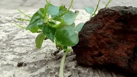 A close-up view of a small green plant growing beside a rust-colored rock on a concrete surface. The plant features fresh green leaves and tiny budding structures, highlighting the resilience of natur - Powered by Shutterstock - Get 15% off with code: PIKWIZARD15