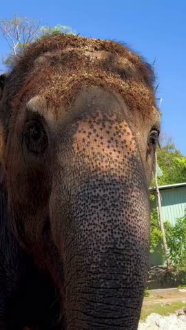 Elephant interacting in a natural zoo setting