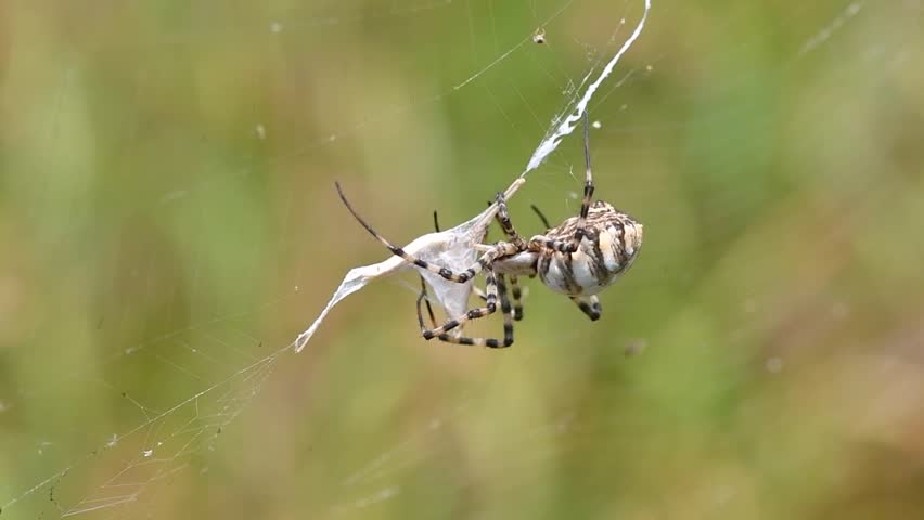 A large spider wraps a grasshopper in a web.	