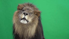 Slow Motion of a Lion roaring in front of a green key
