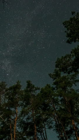 Time lapse of Star trails over pine forest, long exposure capturing star trails above tall pine trees under night sky, Vertical footage