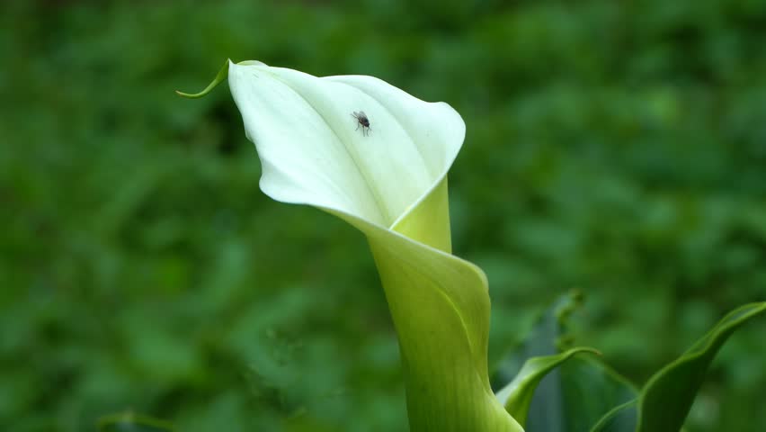 White Calla Lily with a fly on its petal, subtly shimmering against a blurred green background in a slow wind. Ideal for themes of natural beauty and serenity.