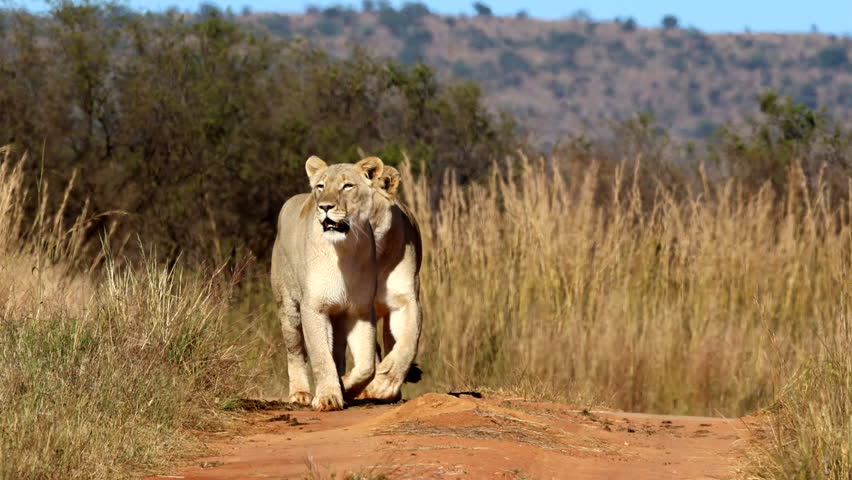 Pair of alert lionesses on the hunt walk on dirt path in field, frontal view