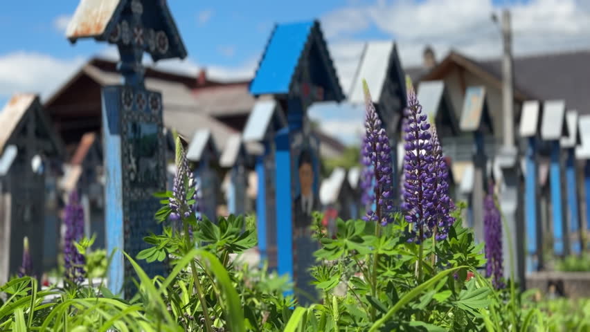 Colorful tombstones and lupine flowers create a unique atmosphere in the Merry Cemetery of Sapanta, Romania