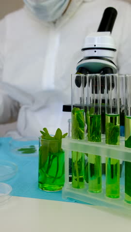 Research of plants in the laboratory. Selective focus.