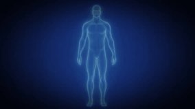 Blue scan of human body computer tomography hologram heart brain pulse x-ray medicine treatment innovation technology, Includes AI-generated art; all motion and editing manually created by contributor - Powered by Shutterstock - Get 15% off with code: PIKWIZARD15