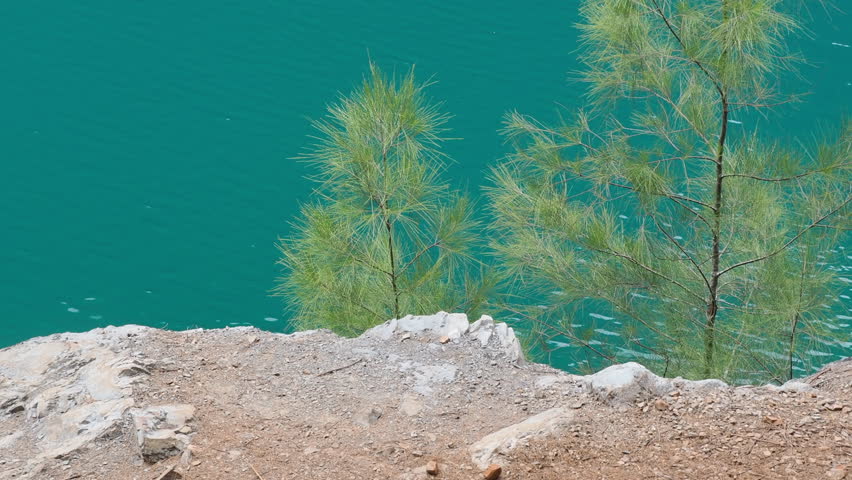 Pine trees at the old mining pond