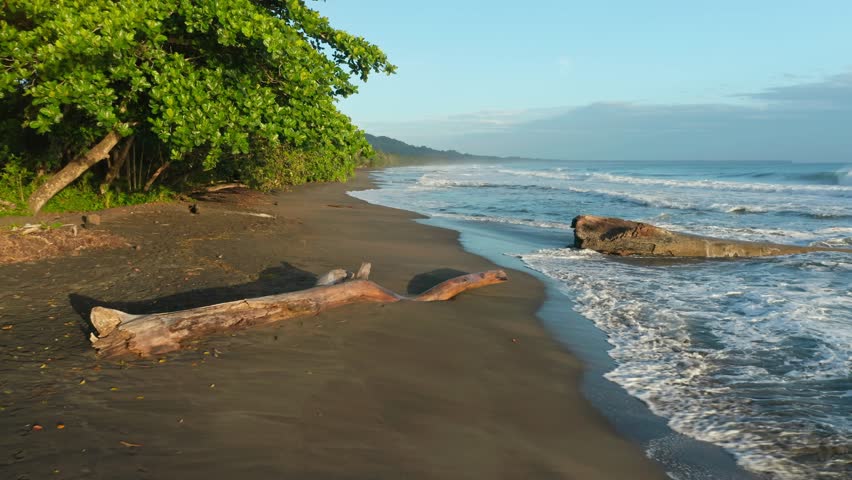 Large drift wood on untouched dark sanded beach in Costa Rica, jungle meets sea