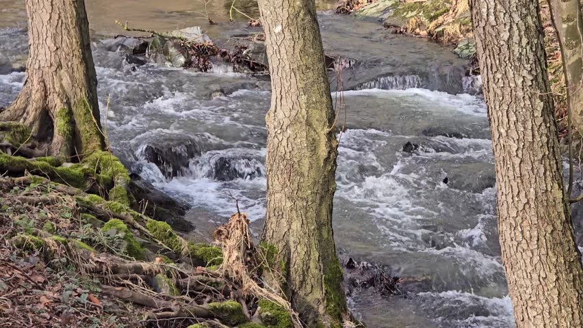 Old tree closeup and a river in the background