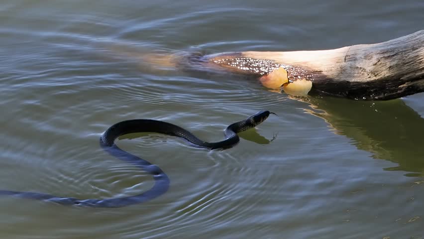 grass snake floating on the lake, sound