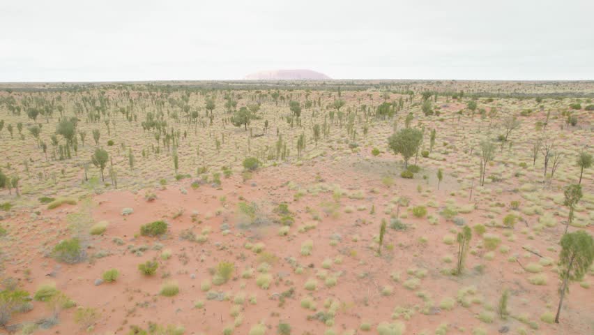 Aerial View Of Trees Growing At The Uluru-Kata Tjuta National Park In Northern Territory, Australia.