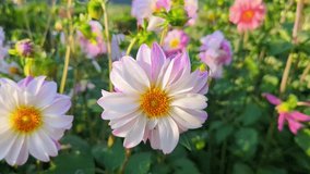 Stunning closeup of a vibrant multicolored daisy flowers blossoming in a lush verdant meadow bathed , Beautiful pink dahlia Dahlia . Dahlia flower in garden - Powered by Shutterstock - Get 15% off with code: PIKWIZARD15