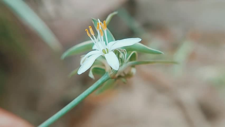 white flowers and yellow pollens of Chlorophytum comosum, commonly known as spider plant, spider ivy, or airplane plant, reveals delicate petals and vibrant pollen grains