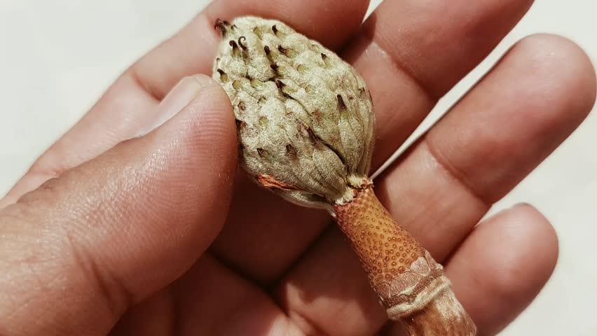 dry and undeveloped Magnolia seed pods reveals the rough outer surface and inner cross-section, clearly showing the seed chambers, some of which are empty or partially formed