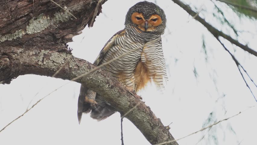Spotted Wood-owl (Strix seloputo)sitting on a branch bird watching in the forest