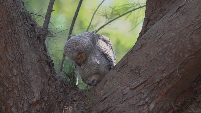 baby Spotted Wood-owl (Strix seloputo) sitting on a tree