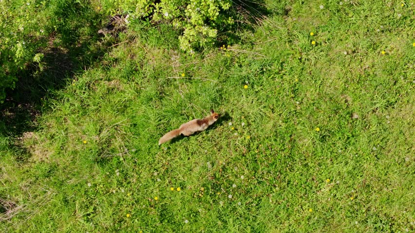 Drone glides above hunting fox as it moves silently through bright green meadow
