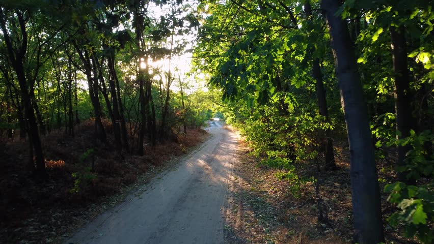 A long and narrow countryside road surrounded by high green trees