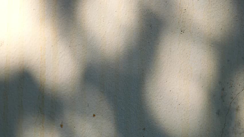 Natural leaf shadows on the background of the old cement wall.