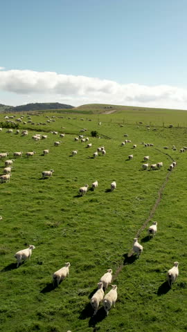 Wandering sheep on green grassland in rural New Zealand. Aerial vertical