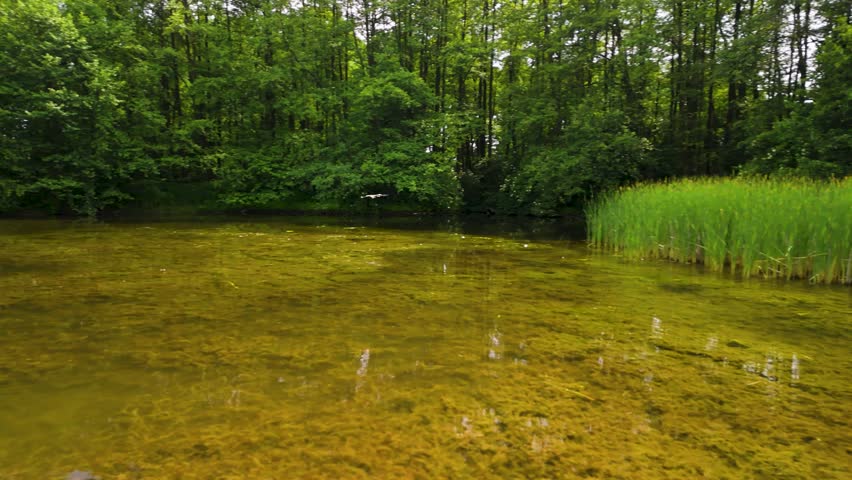 Grey Heron Flying Over Pond on a Sunny Spring Day – Aerial 4K.  Stunning 4K drone footage of a grey heron gracefully flying over a quiet pond, surrounded by lush spring greenery. 