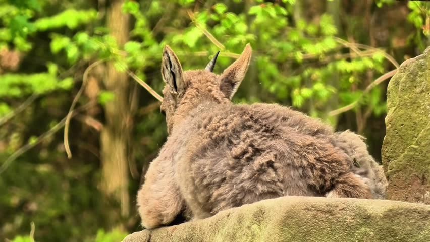 A Lynx Resting Peacefully in Its Natural Habitat Surrounded by Vibrant Flora and Fauna