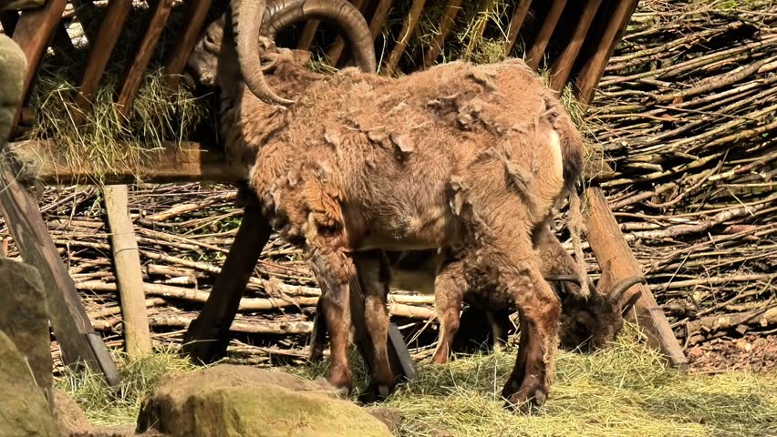 Wild Mountain Sheep Grazing and Feeding in Their Natural Habitat within the Countryside