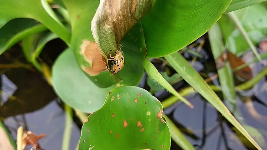a ladybug walks quickly on a leaf with a background of green leaves