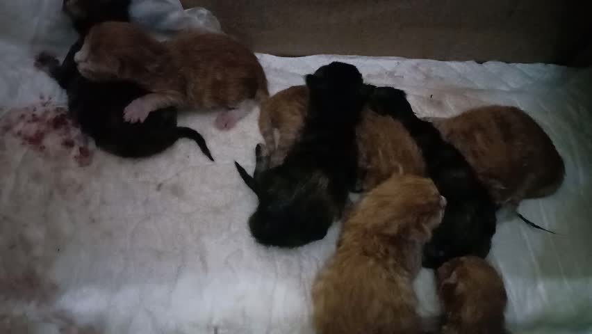 cute cats are trying to find their mother who has gone away