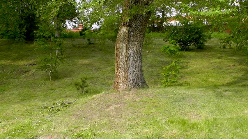 Green lawn with massive trees, summer