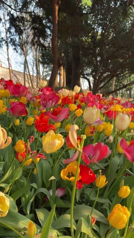 Beautiful multicolored tulips create a vibrant display in a garden
