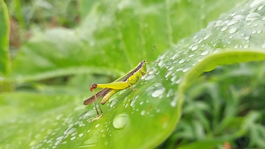 Green grasshopper walking on leaves after rain