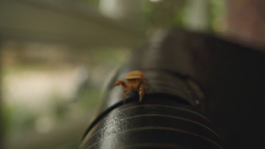 Small Spider Climbing Toward Camera on Thin Web Line Over Curved Surface in Shallow Focus with First-Person Angle and Natural Light for Suspenseful Insect Encounter Concept.