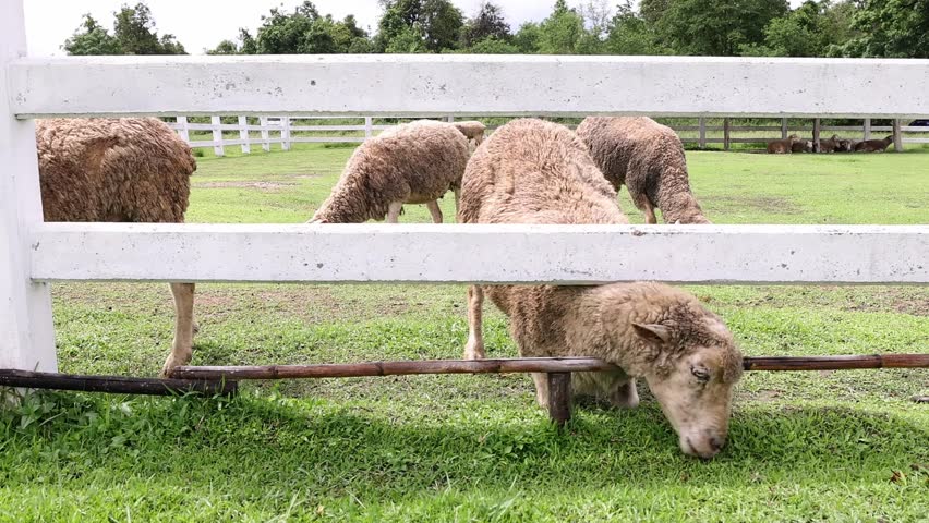 A sheep sticks its head out of its corral to graze. Livestock. Sheeps in farm.