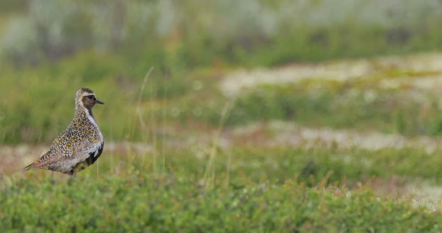 European golden plover (Pluvialis apricaria), Dovrefjell Sunndalsfjella National Park, Norway.