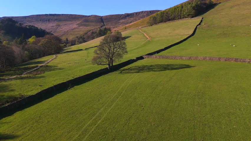 Aerial video of green fields separated by drywalls with a large tree next to with with sheep grazing in Edale, Peak District National Park - UK 