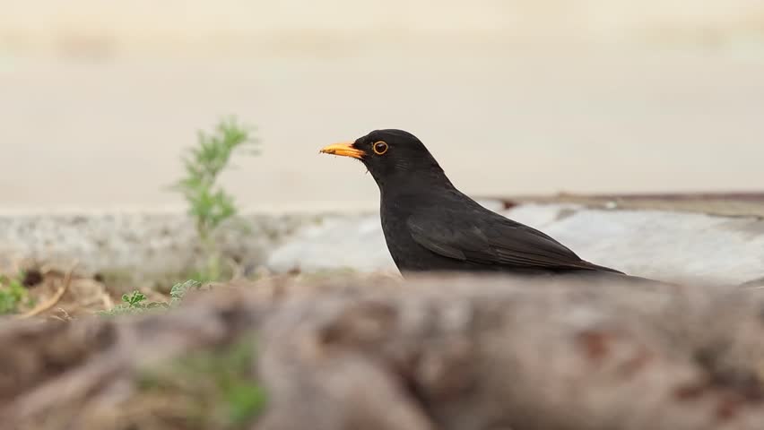 Blackbird Turdus merula looks suspiciously at the camera during its search for food, Alcoy, Spain