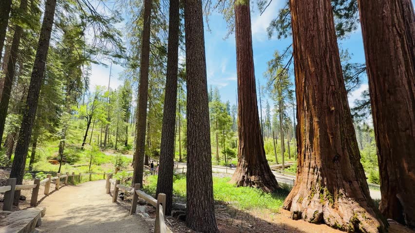 Mariposa Grove of Giant Sequoias, Yosemite National Park California. Grizzly Giant tree