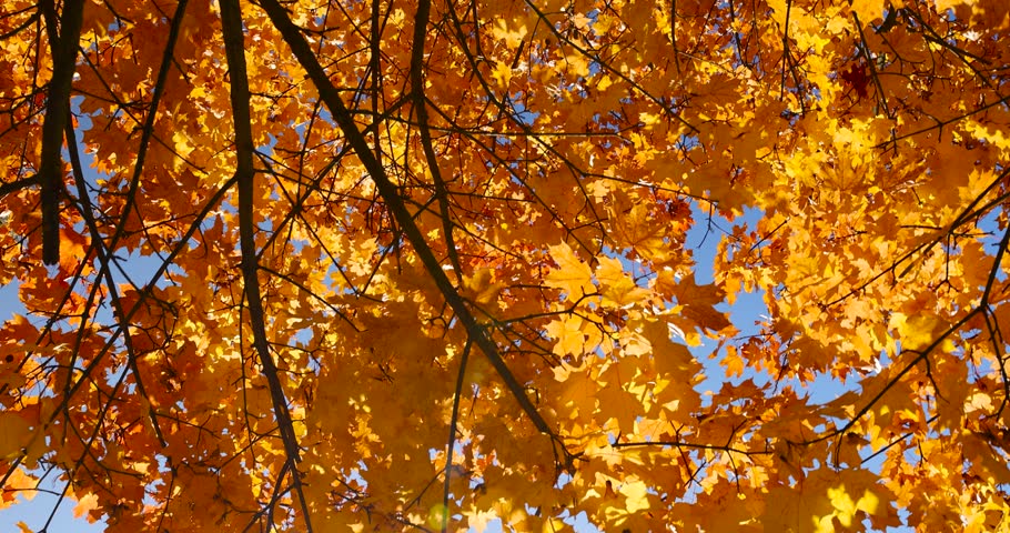 orange maples during leaf fall in the park, colorful foliage of maples in the autumn season in sunny weather in the morning