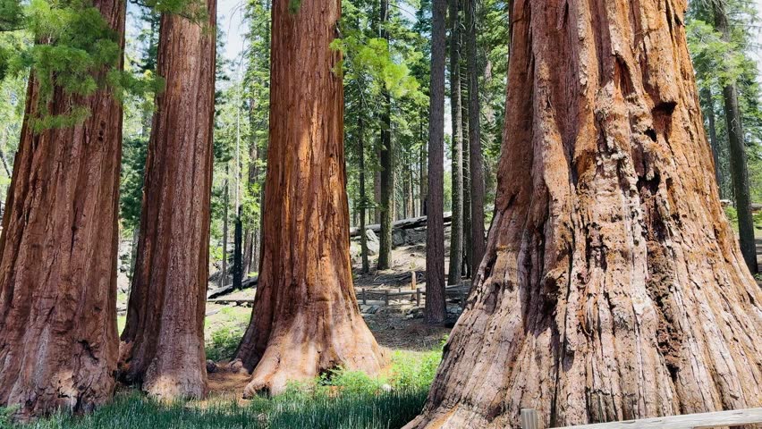 Mariposa Grove of Giant Sequoias, Yosemite National Park California. Grizzly Giant tree