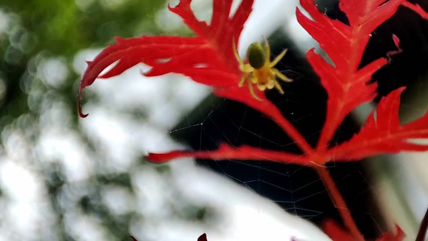 Cucumber Green Spider in Web on Japanese Maple Tree – Macro Clip from Balkan Mountains, Bulgaria