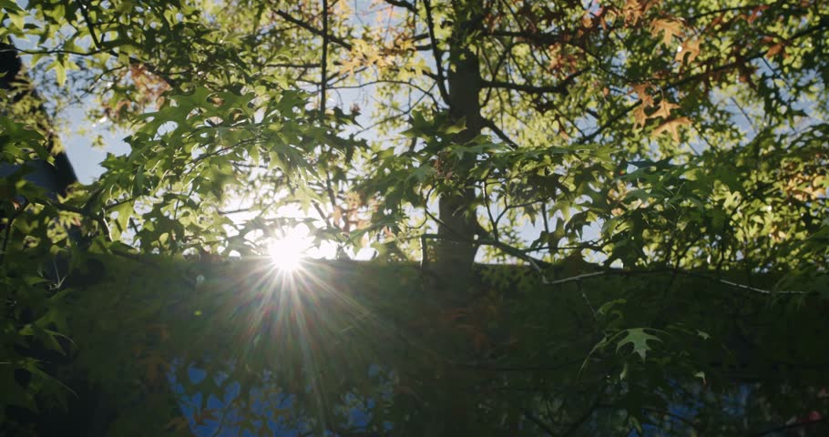 A breathtaking view of the sun beaming brilliantly through lush green leaves in a serene forest setting. The perfect depiction of a peaceful, sunny day. Radiant Sunlight Green Leafy Trees in Forest
