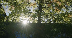 A breathtaking view of the sun beaming brilliantly through lush green leaves in a serene forest setting. The perfect depiction of a peaceful, sunny day. Radiant Sunlight Green Leafy Trees in Forest - Powered by Shutterstock - Get 15% off with code: PIKWIZARD15
