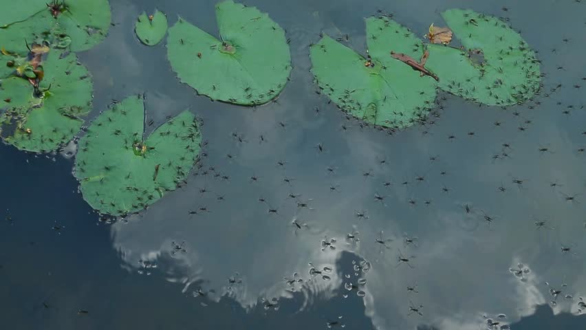 Common water strider (Gerris lacustris) moving on water surface and gathered on a lotus leaf